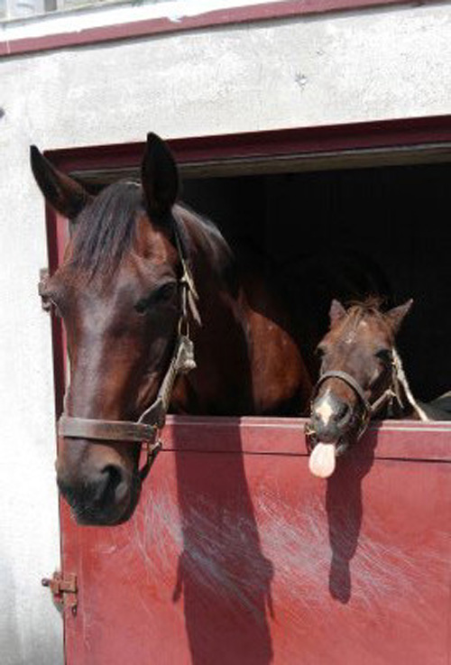 馬房から仲良く顔をのぞかせるレガシーワールド（左）と相方のハニーちゃん