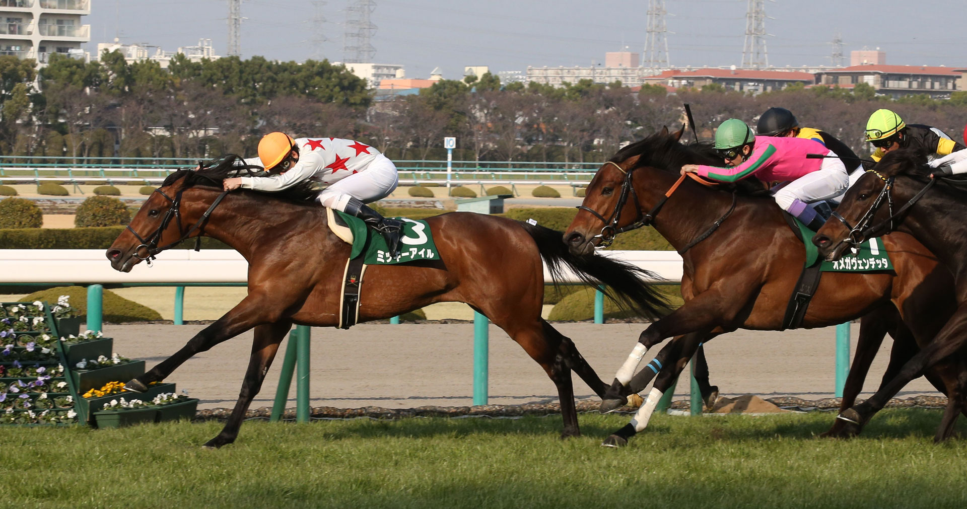 ゴール前、他馬の追撃をかわし阪急杯に勝利したミッキーアイル（左）（撮影・築山幸雄