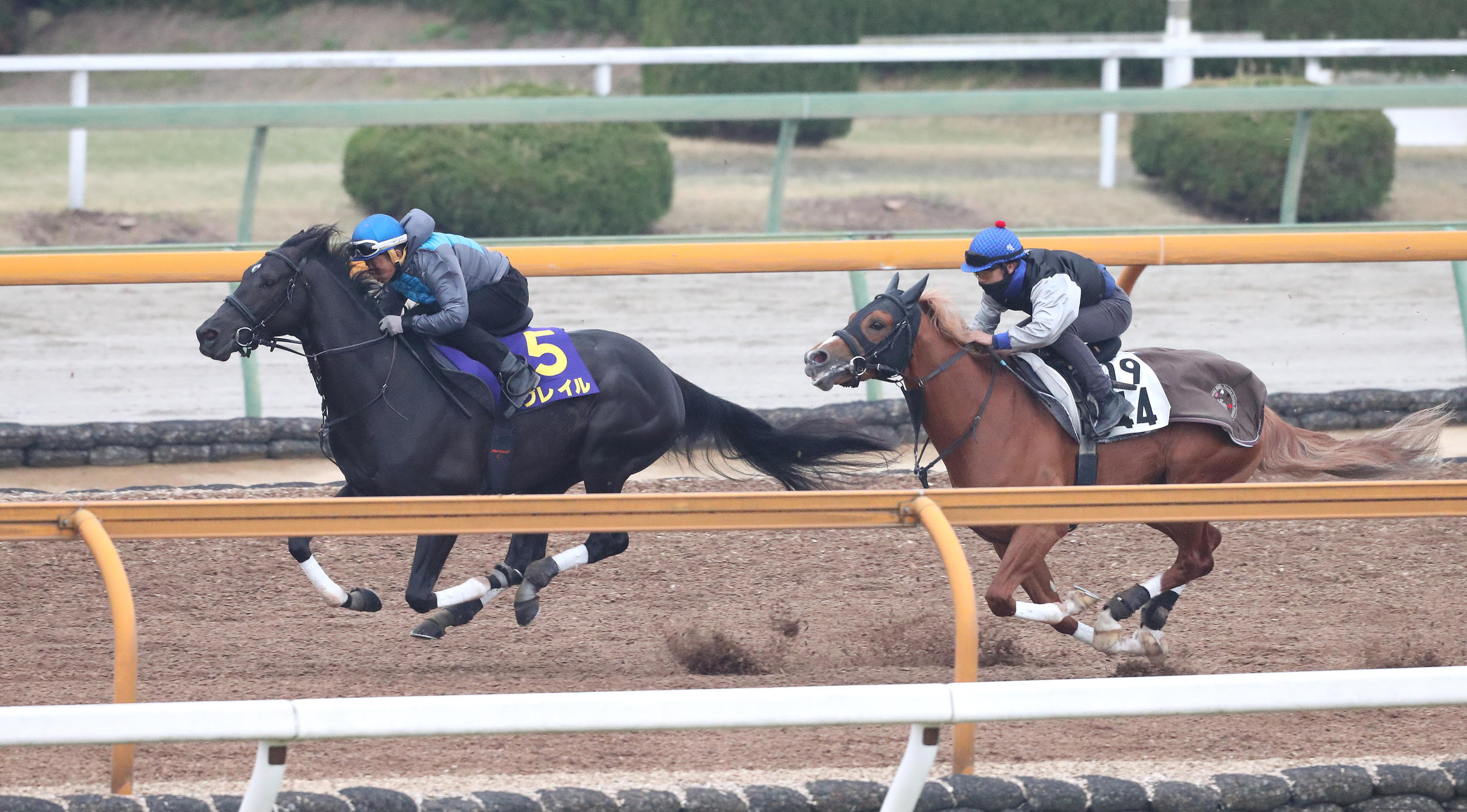 岩田康誠騎手を背にＣウッドで併せ馬で追い切りをするグレイル（左）とベディヴィア