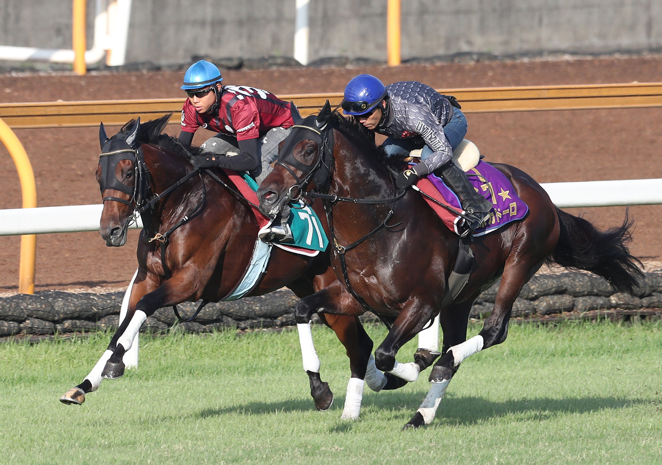 岡田祥嗣騎手を背に芝コースを併せ馬で追い切るエポカドーロ（右）とヴァンドギャルド（撮影・白石智彦）