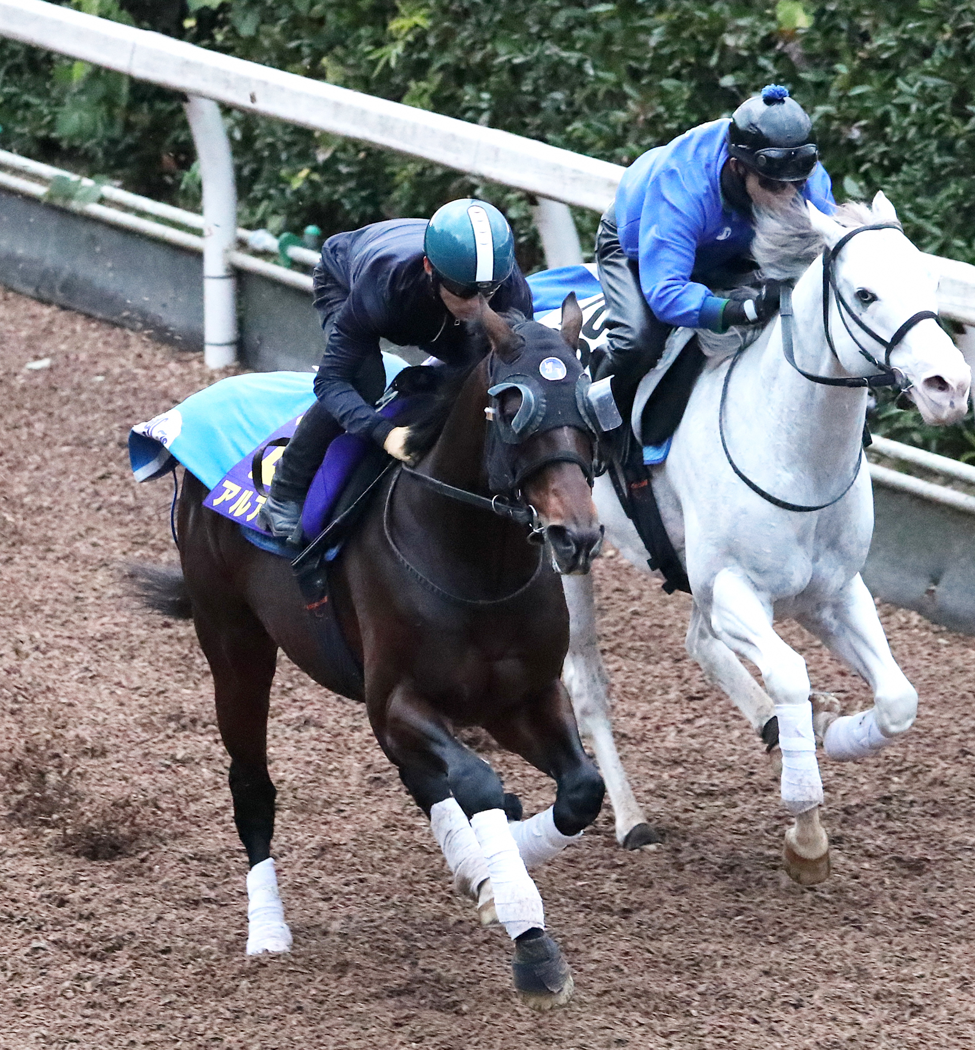 川田将雅騎手を背に坂路で併せ馬で追い切るアルアイン（左）（2018年11月14日撮影）