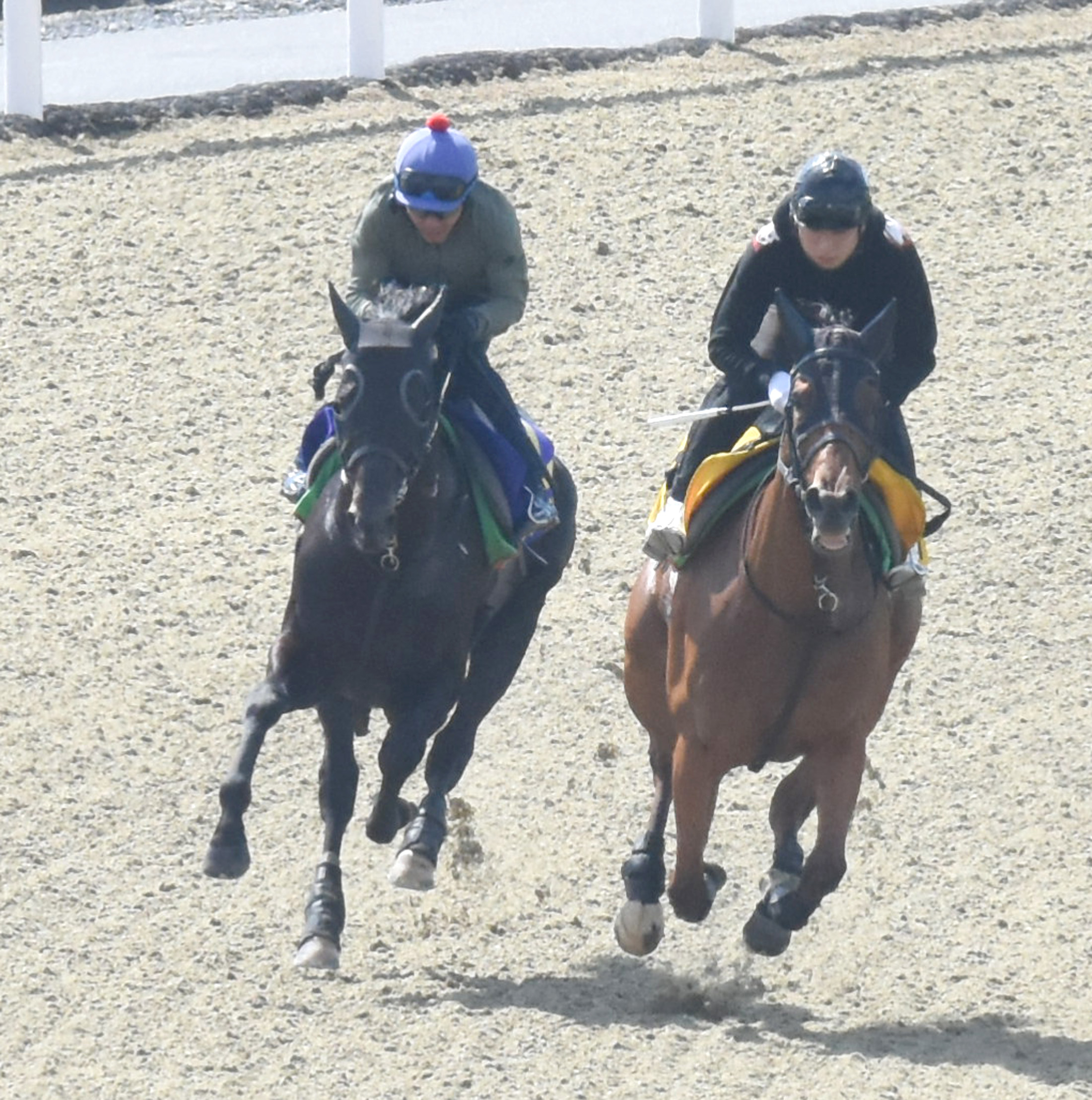 ダノンキングリー（左）は戸崎騎手を背に、シェーナと併せてポリトラックコースで追い切られた（撮影・酒井清司）