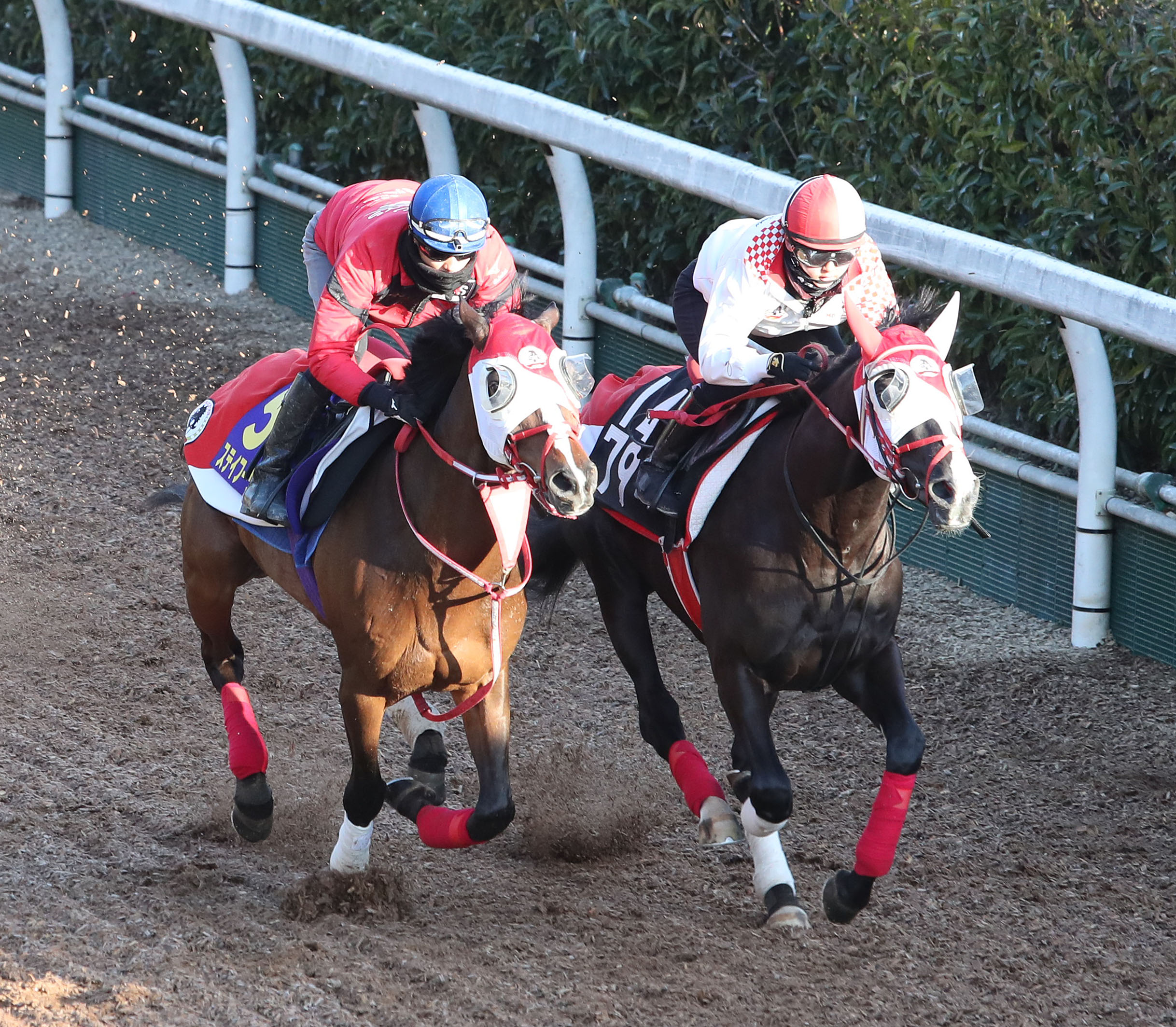 坂井瑠星騎手を背に坂路で併せ馬で追い切るステイフーリッシュ（左）（20年3月26日、撮影・白石智彦