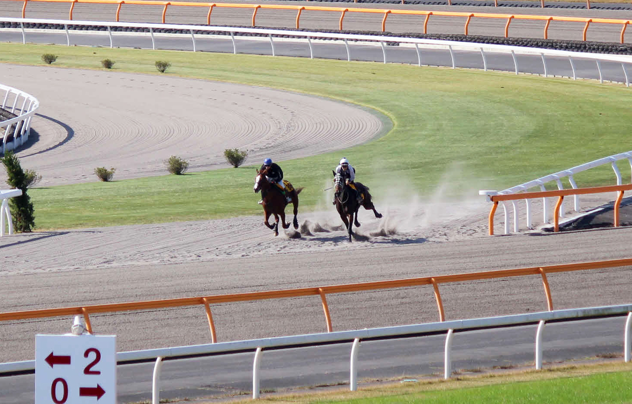 障害競走 京都ｊｓのゴール前に拍手 日曜の福島未勝利にはあの馬が登場 極ウマ プレミアム