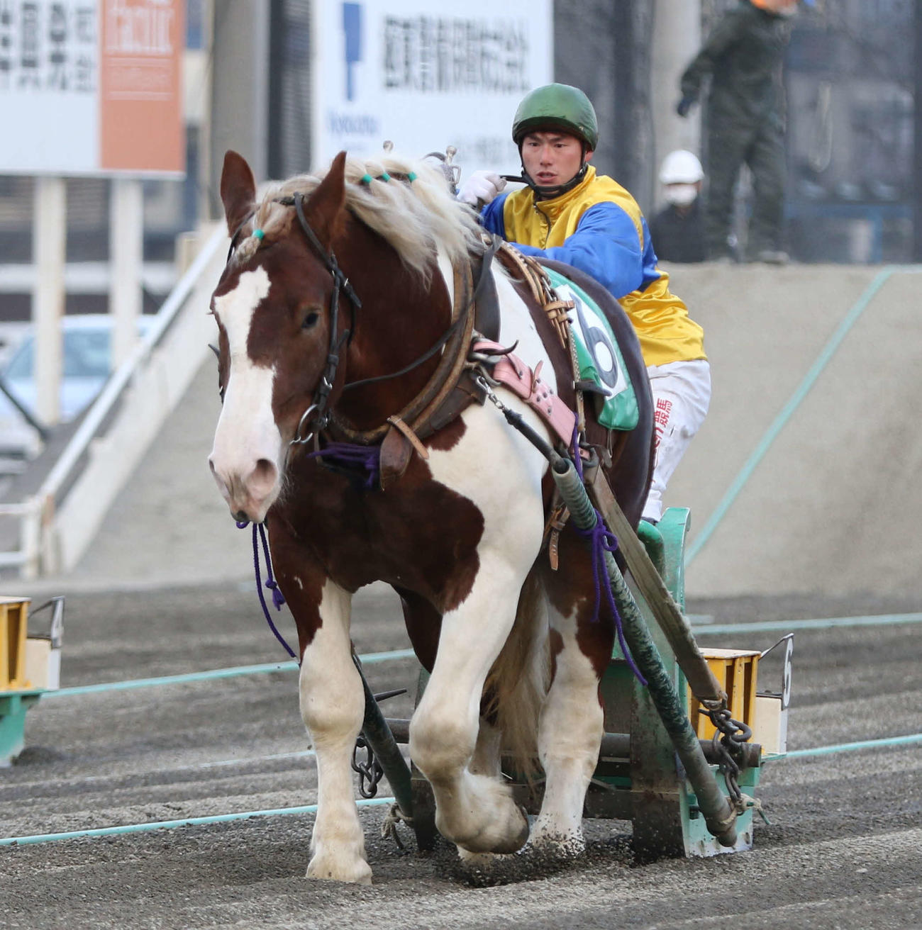 ばんえい競馬にも九州産馬 熊本生まれイケメン ヨカバイが８日２ｒに出走 極ウマ プレミアム