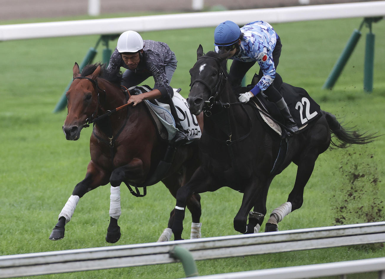 古川吉洋騎手を背に、函館芝コースで併せ馬で追い切られるケイデンスコール（左）