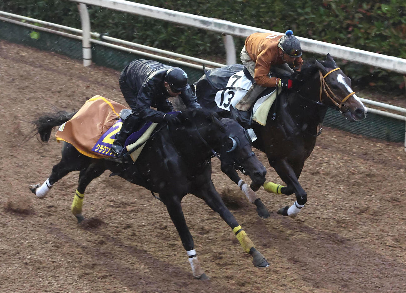 11月23日、坂路をゴールドレッグス（右）と併せ馬で追い切るクラウンプライド