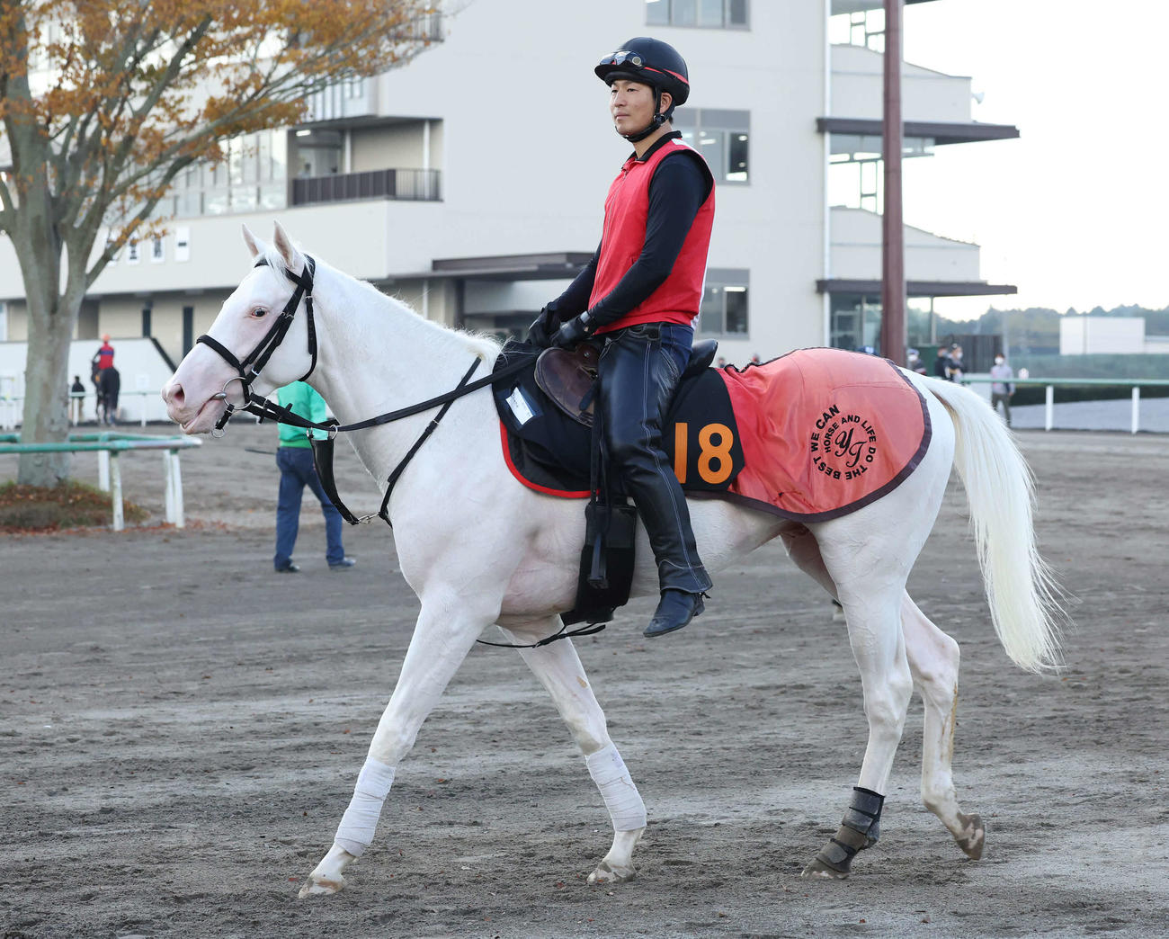 カスタディーヴァの初子で白馬のアオラキ（2022年11月撮影）
