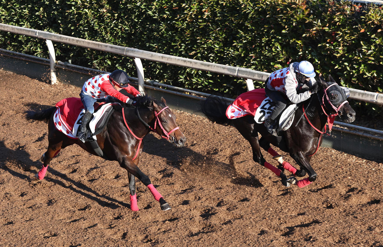 田中健騎手を背にタッチャブル（左）と併せ馬で追い切るヤマニンサルバム（撮影・白石智彦）