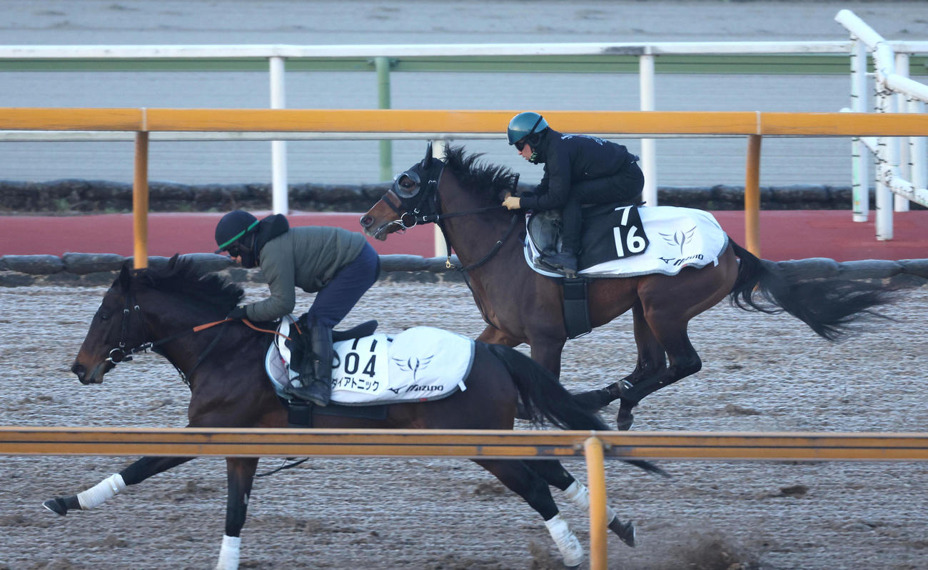 川田騎手を背にCウッドをダイアトニック（左）と併せ馬で追い切るダノンスコーピオン（撮影・白石智彦）