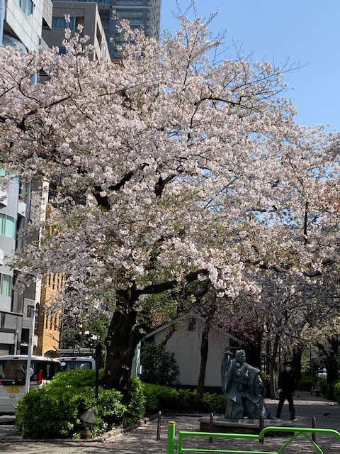 2020年3月。都内に非常事態宣言が出される前の桜