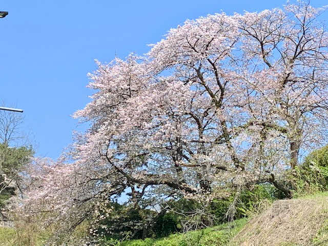 東京の桜の季節もそろそろ終わりに。さようなら。