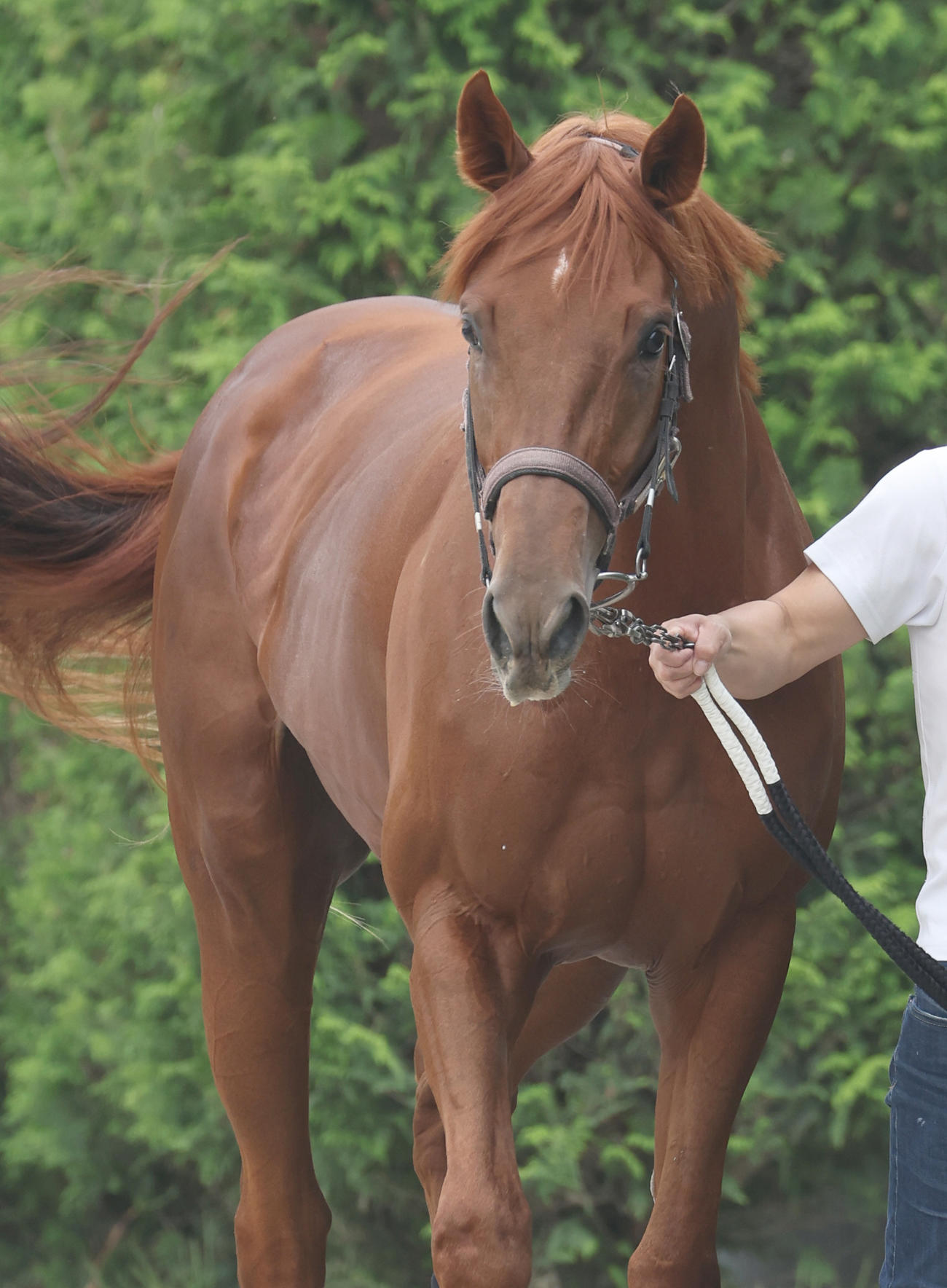 日刊スポーツ競馬ページ　2023年1〜8月　46枚 ニュース一覧 - au版 日刊スポーツ競馬