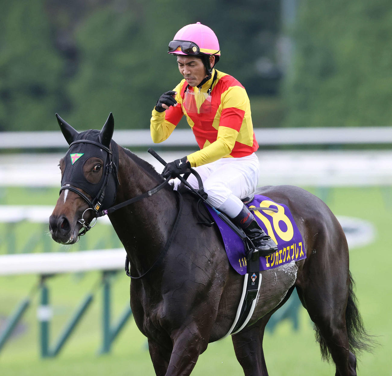 ニュース一覧 - au版 日刊スポーツ競馬
