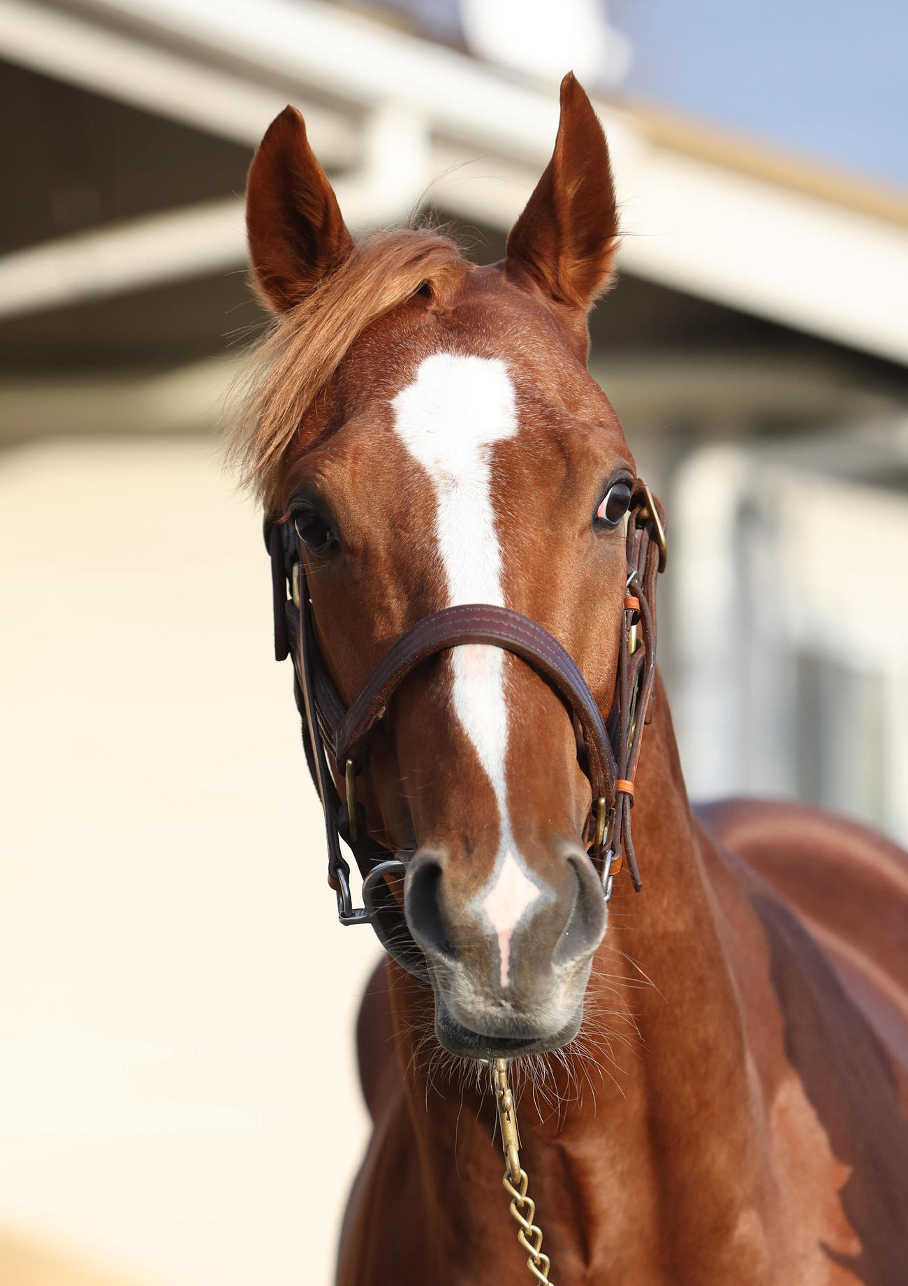 日刊スポーツ競馬ページ　2023年1〜8月　46枚 ニュース一覧 - au版 日刊スポーツ競馬
