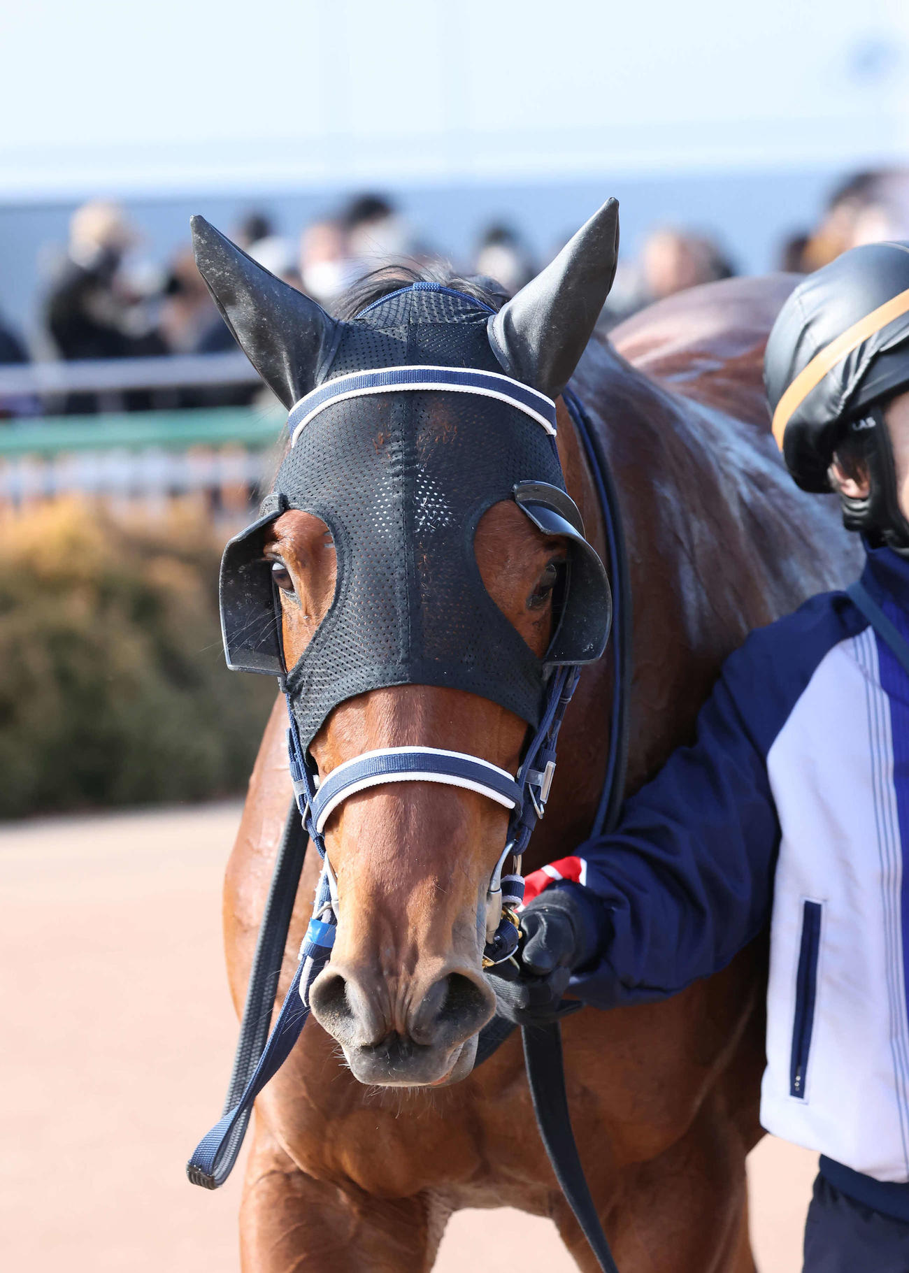 ニュース一覧 - au版 日刊スポーツ競馬
