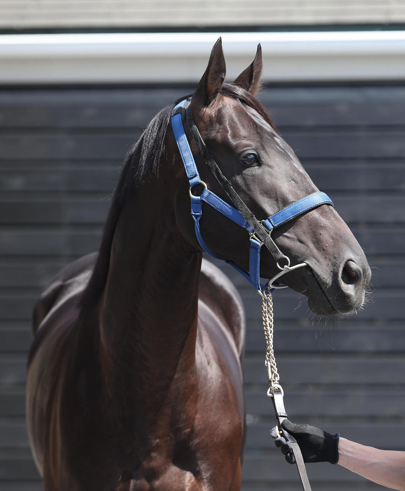 日刊スポーツ競馬ページ　2023年1〜8月　46枚 月刊カジ2023年8月号｜舵社